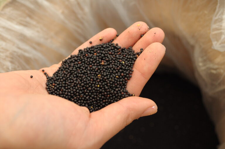 菜種の種を丁寧に選別